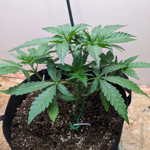 Mystery Glue 1 growlog timeline photo
