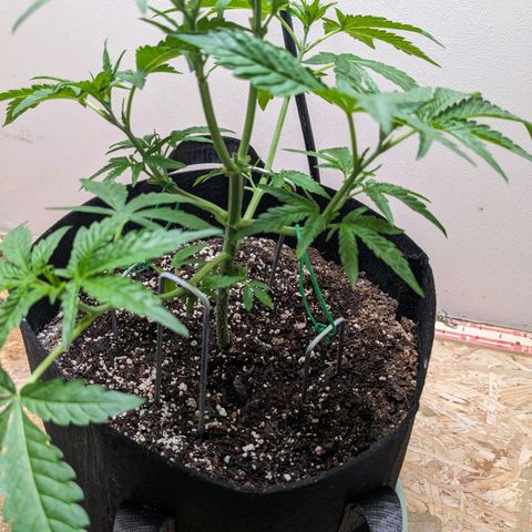 Mystery Glue 1 growlog timeline photo