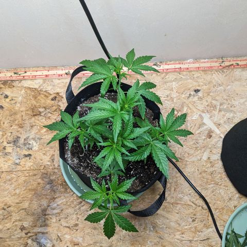Mystery Glue 1 growlog timeline photo