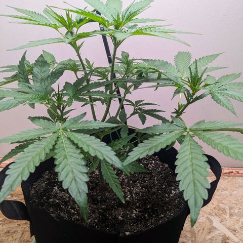 Mystery Glue 1 growlog timeline photo