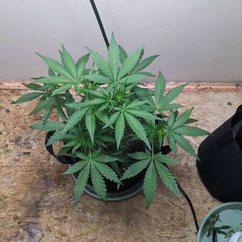 Mystery Glue 1 growlog timeline photo