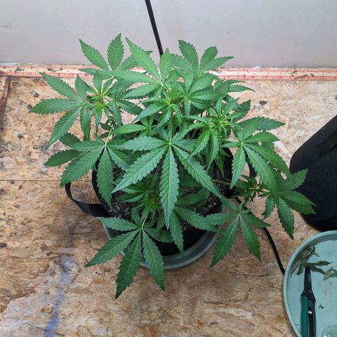 Mystery Glue 1 growlog timeline photo