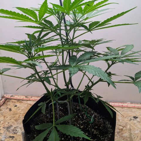 Mystery Glue 1 growlog timeline photo
