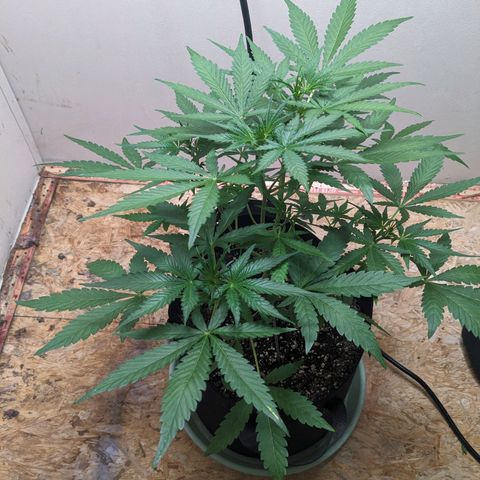 Mystery Glue 1 growlog timeline photo