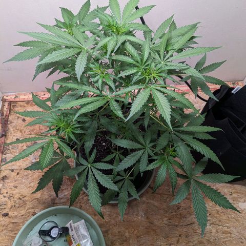 Mystery Glue 1 growlog timeline photo