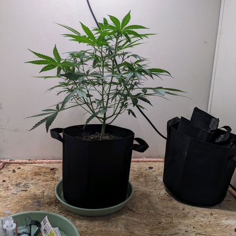 Mystery Glue 1 growlog timeline photo