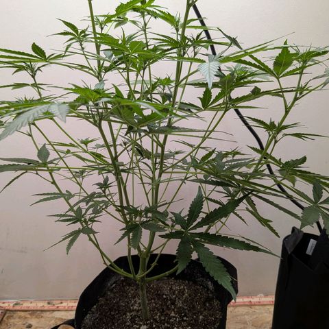 Mystery Glue 1 growlog timeline photo