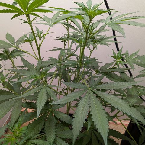 Mystery Glue 1 growlog timeline photo