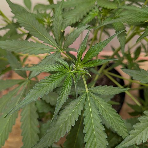 Mystery Glue 1 growlog timeline photo