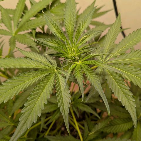 Mystery Glue 1 growlog timeline photo