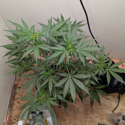 Mystery Glue 1 growlog timeline photo