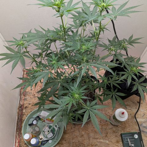 Mystery Glue 1 growlog timeline photo