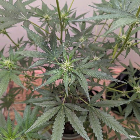 Mystery Glue 1 growlog timeline photo