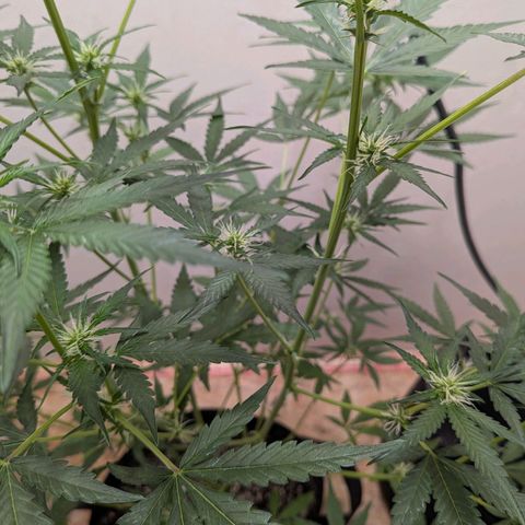 Mystery Glue 1 growlog timeline photo