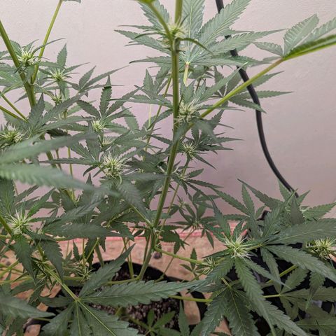 Mystery Glue 1 growlog timeline photo