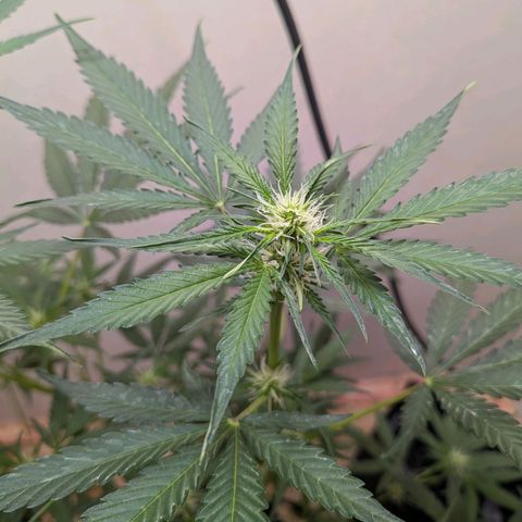 Mystery Glue 1 growlog timeline photo
