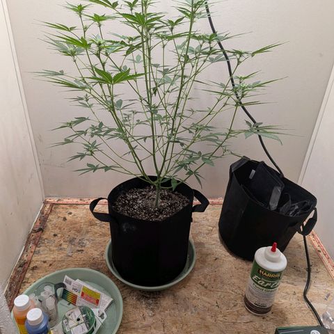 Mystery Glue 1 growlog timeline photo