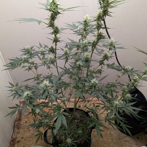 Mystery Glue 1 growlog timeline photo