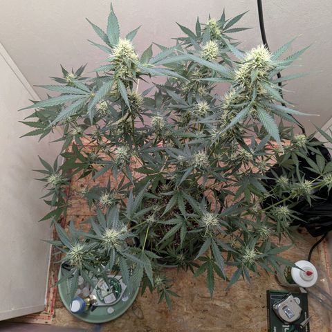 Mystery Glue 1 growlog timeline photo