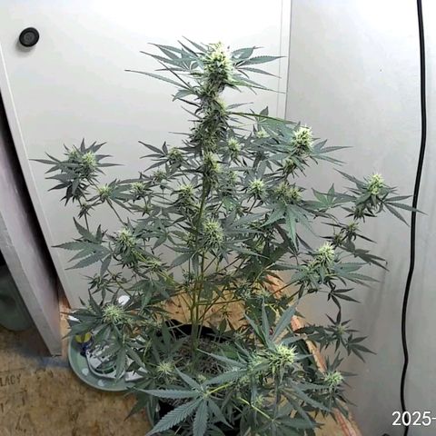 Mystery Glue 1 growlog timeline photo