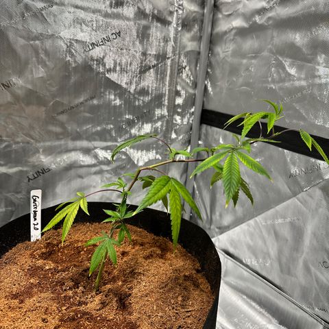 GB growlog timeline photo