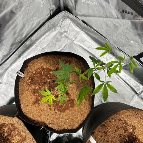 GB growlog timeline photo
