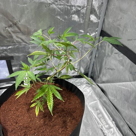 GB growlog timeline photo