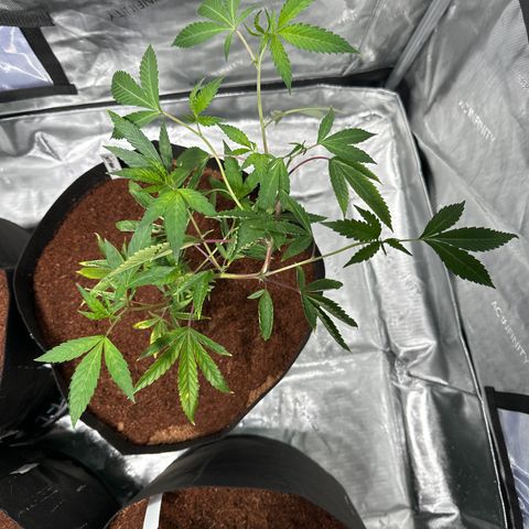 GB growlog timeline photo