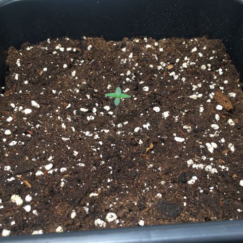 Cali Gelato growlog timeline photo