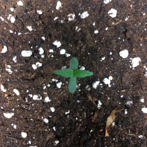 Cali Gelato growlog timeline photo