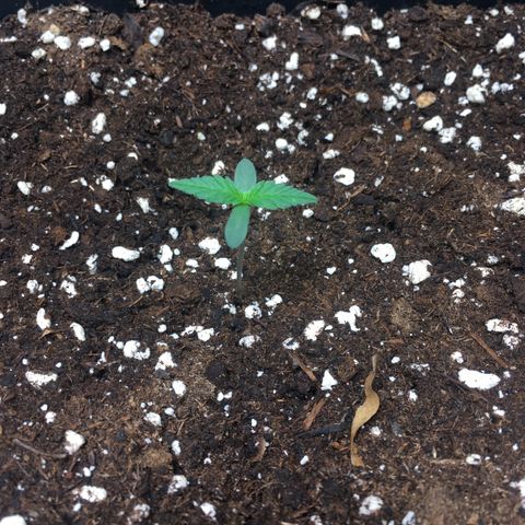 Cali Gelato growlog timeline photo