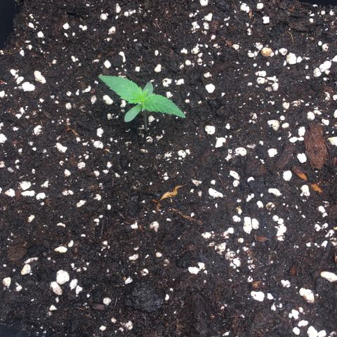 Cali Gelato growlog timeline photo