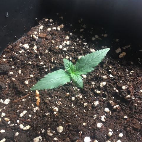 Cali Gelato growlog timeline photo