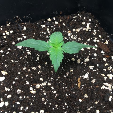 Cali Gelato growlog timeline photo