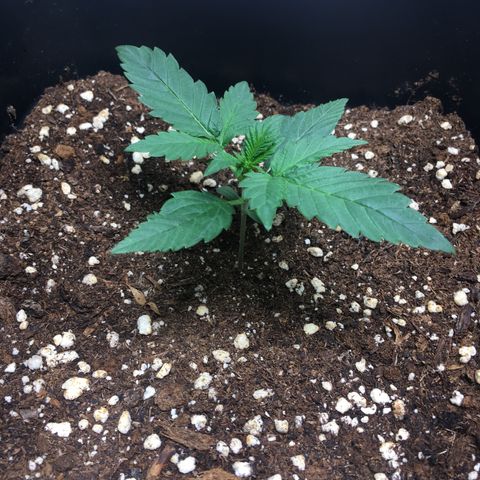 Cali Gelato growlog timeline photo