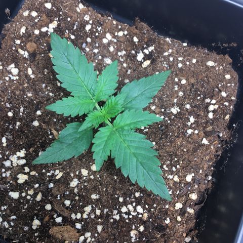 Cali Gelato growlog timeline photo