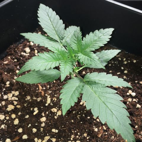 Cali Gelato growlog timeline photo