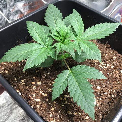 Cali Gelato growlog timeline photo