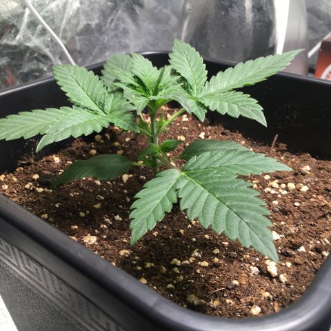 Cali Gelato growlog timeline photo
