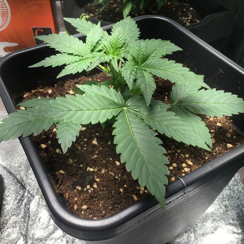 Cali Gelato growlog timeline photo
