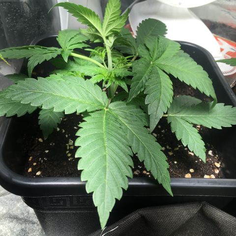 Cali Gelato growlog timeline photo