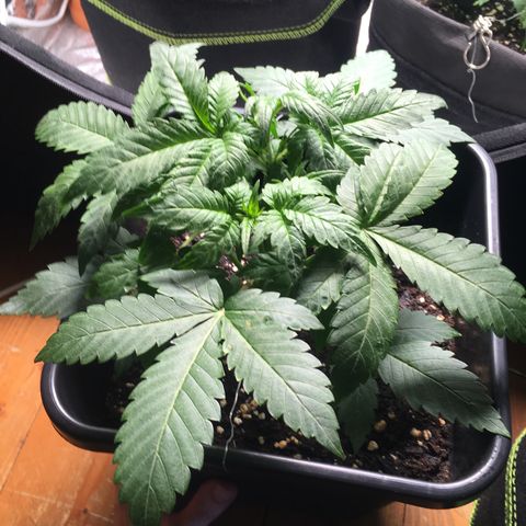 Cali Gelato growlog timeline photo
