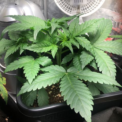 Cali Gelato growlog timeline photo
