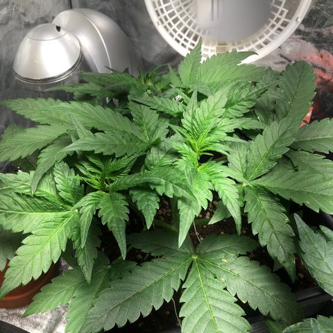 Cali Gelato growlog timeline photo