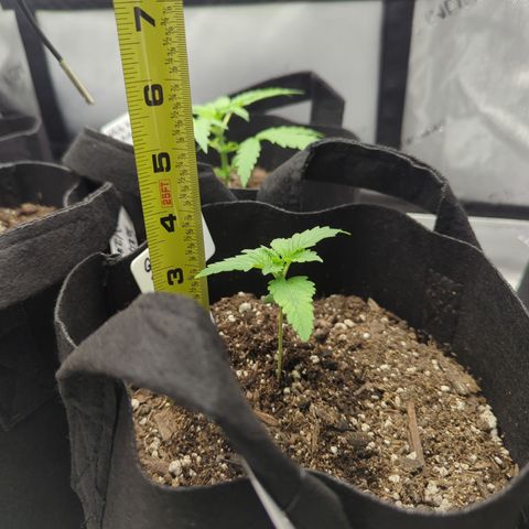 Georgia Pie growlog timeline photo