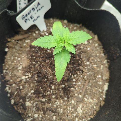 Georgia Pie growlog timeline photo