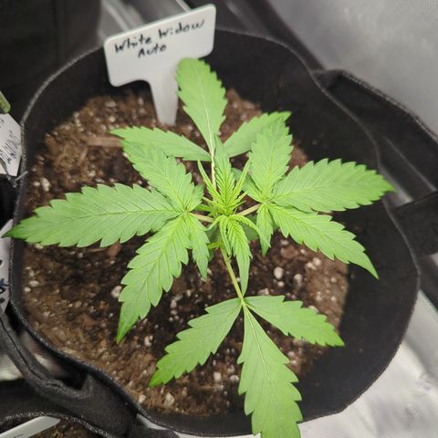 White Widow Auto  growlog timeline photo