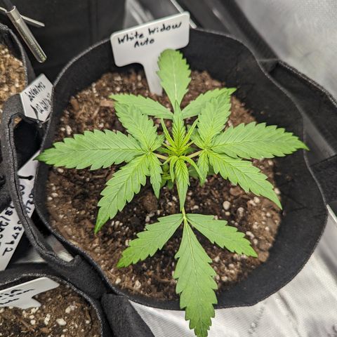 Georgia Pie growlog timeline photo