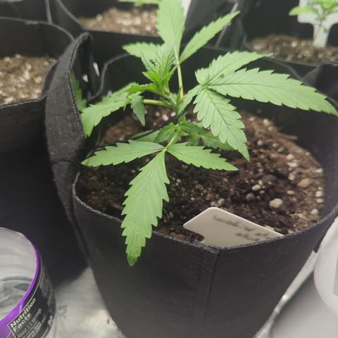 White Widow Auto  growlog photo: Beginning LST