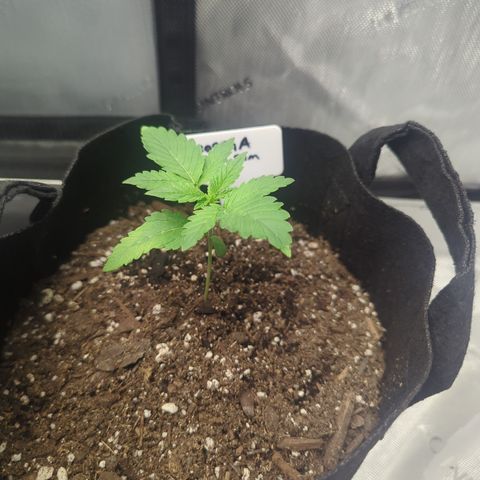 Georgia Pie growlog timeline photo